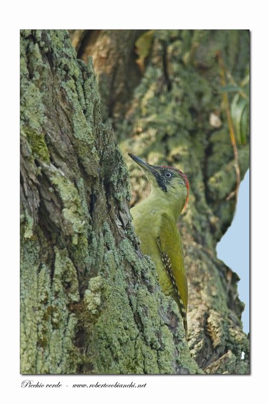 Picchio verde - Picus viridis
